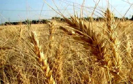 خریداری ۴۰۶ هزار تن گندم در استان همدان