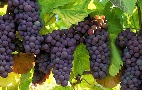 سردشت میزبان جشنواره انگور سیاه