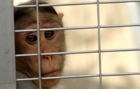 بیانیه شرکت ایلان ماسک در مورد ادعای شکنجه میمون‌ها