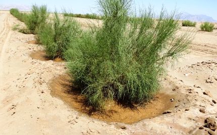  اجرای عملیات بیابان زدایی در ۷.۵ میلیون هکتار از اراضی کشور