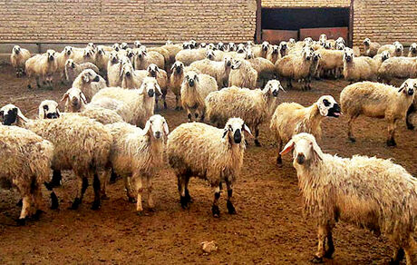 نهاده‌ نیمایی هنوز وارد بازار نشده / قیمت جوی داخلی؛ ۱۵ هزار تومان