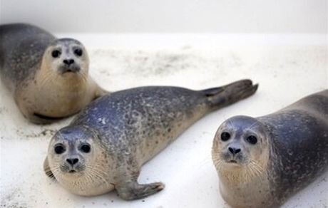 مشخص شدن علت تلفات فوک های خزری یک تا دو هفته آینده /خودکفایی در تولید واکسن تب برفکی