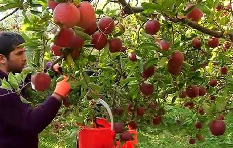 رتبه سوم ایران با تولید 4.1 میلیون تن سیب در دنیا/رفع موانع صادراتی محصول سیب