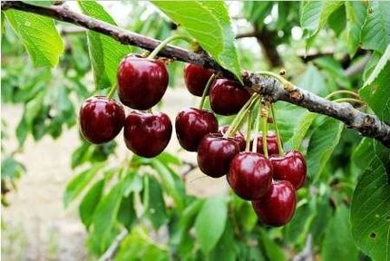 پیش‌بینی برداشت ۵۳۰ تنی گیلاس در استان گیلان