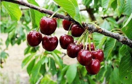 پیش‌بینی برداشت ۵۳۰ تنی گیلاس در استان گیلان