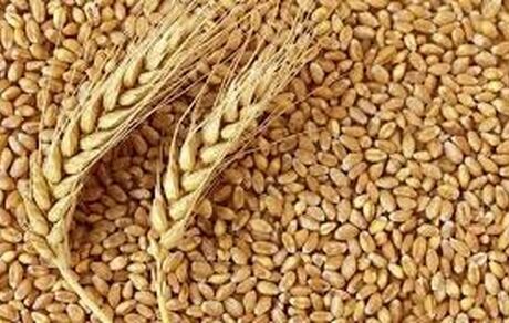 "گندم" در صدر واردات کالاهای اساسی ایستاد