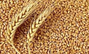 "گندم" در صدر واردات کالاهای اساسی ایستاد