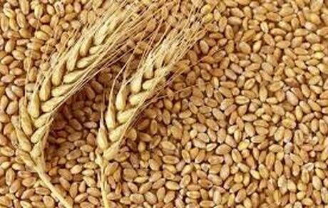 "گندم" در صدر واردات کالاهای اساسی ایستاد