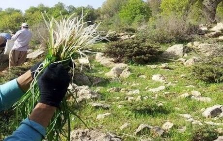 ممنوعیت کامل برداشت گیاهان دارویی و محصولات مرتعی در سطح استان تهران
