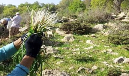 ممنوعیت کامل برداشت گیاهان دارویی و محصولات مرتعی در سطح استان تهران