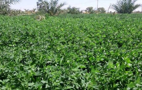 یونجه یکی از دلایل اصلی خشک شدن دریاچه ارومیه