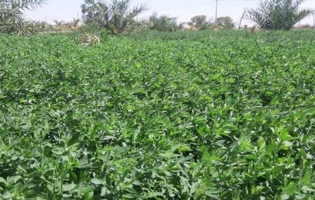 یونجه یکی از دلایل اصلی خشک شدن دریاچه ارومیه