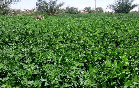 یونجه یکی از دلایل اصلی خشک شدن دریاچه ارومیه