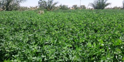 یونجه یکی از دلایل اصلی خشک شدن دریاچه ارومیه