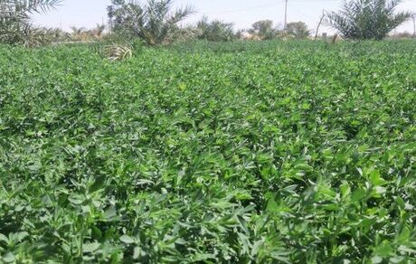 یونجه یکی از دلایل اصلی خشک شدن دریاچه ارومیه