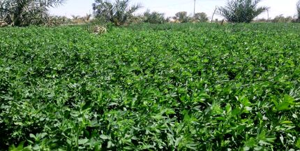 یونجه یکی از دلایل اصلی خشک شدن دریاچه ارومیه
