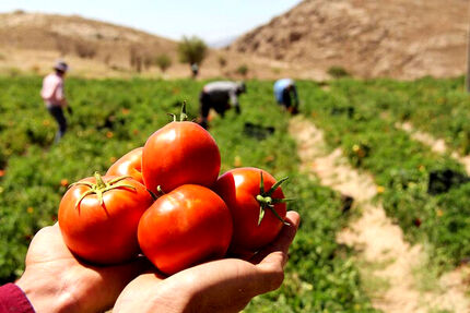 ۲۸ میلیون تن سبزی و صیفی در کشور تولید می‌شود / قطعی برق گلخانه‌ها خسارت زیادی به همراه دارد