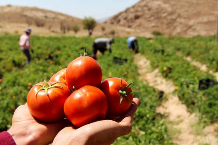 ۲۸ میلیون تن سبزی و صیفی در کشور تولید می‌شود / قطعی برق گلخانه‌ها خسارت زیادی به همراه دارد
