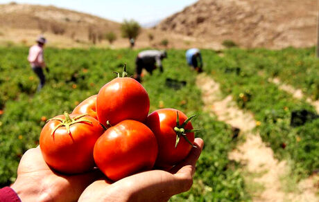 ۲۸ میلیون تن سبزی و صیفی در کشور تولید می‌شود / قطعی برق گلخانه‌ها خسارت زیادی به همراه دارد