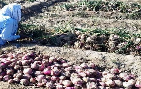 برداشت ۲۰ هزار تن پیاز از ابتدای دی‌ماه تاکنون در سیستان و بلوچستان