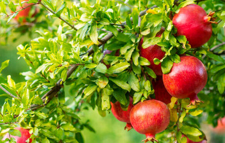 جشنواره انار تفت آغاز شد