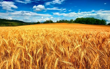 پرداخت ۷۸ مطالبات گندمکاران استان سمنان