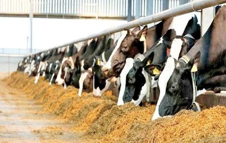 دام را از جایی تهیه کنید که تحت نظر سازمان دامپزشکی باشد