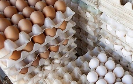آیا تخم مرغ گران می‌شود؟