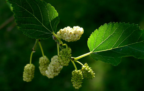 توت روند پیر شدن را کند می‌کند