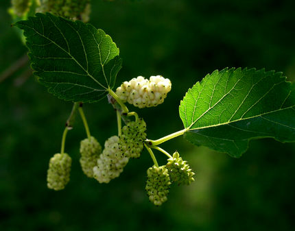 توت روند پیر شدن را کند می‌کند