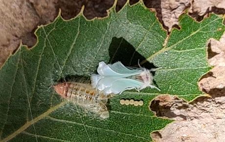 طغیان آفت پروانه برگ‌خوار بلوط نتیجه رفتار ما با جنگل‌ها و مراتع است