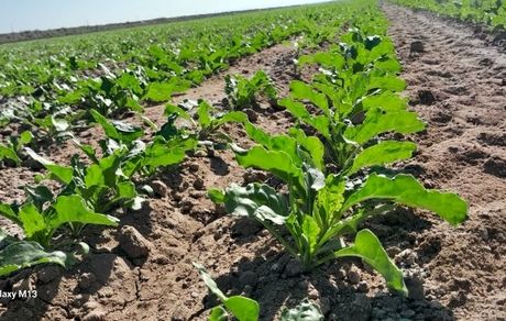 خسارت بیش از ۱۱ همتی به بخش کشاورزی در پی هشدار قرمز هواشناسی 