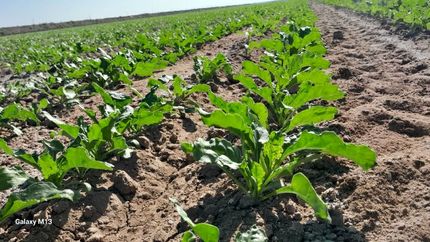 خسارت بیش از ۱۱ همتی به بخش کشاورزی در پی هشدار قرمز هواشناسی 