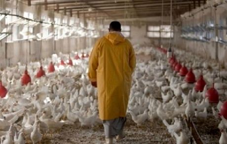 مرغداری های بدون بیمه، نه سهمیه سوخت می گیرند نه نهاده