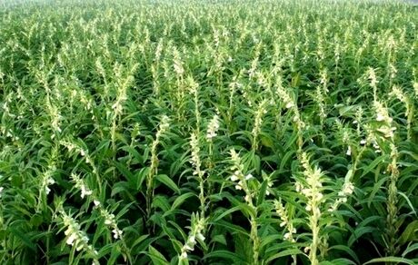 برداشت دانه روغنی کنجد از ۹۰۰ هکتار زمین‌های شادگان آغاز شد