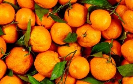 آغاز برداشت نارنگی در استان سیستان و بلوچستان