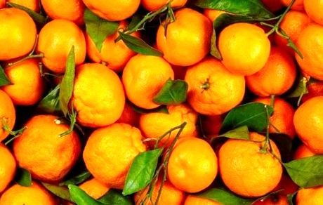 آغاز برداشت نارنگی در استان سیستان و بلوچستان