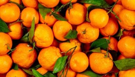 آغاز برداشت نارنگی در استان سیستان و بلوچستان