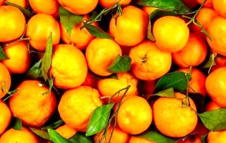 آغاز برداشت نارنگی در استان سیستان و بلوچستان