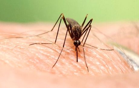 پشه آئدس در ۴ استان کشور مشاهده شد