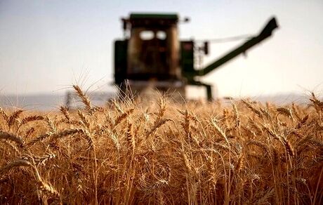 خریداری ۴١ هزار تن گندم مازاد بر مصرف کشاورزان جنوب استان سیستان و بلوچستان