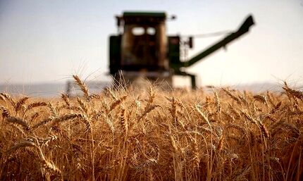 خریداری ۴١ هزار تن گندم مازاد بر مصرف کشاورزان جنوب استان سیستان و بلوچستان