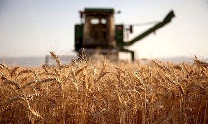 خریداری ۴١ هزار تن گندم مازاد بر مصرف کشاورزان جنوب استان سیستان و بلوچستان