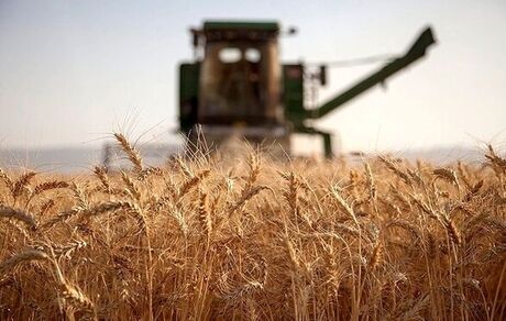 خریداری ۴١ هزار تن گندم مازاد بر مصرف کشاورزان جنوب استان سیستان و بلوچستان