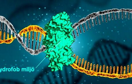 نیروی جدیدی که باعث ثبات DNA می‌شود