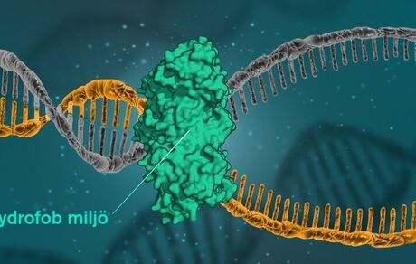 نیروی جدیدی که باعث ثبات DNA می‌شود