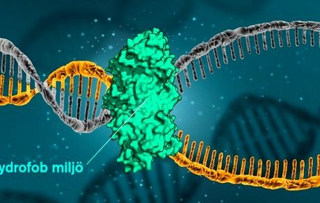 نیروی جدیدی که باعث ثبات DNA می‌شود