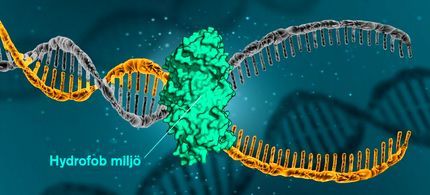 نیروی جدیدی که باعث ثبات DNA می‌شود