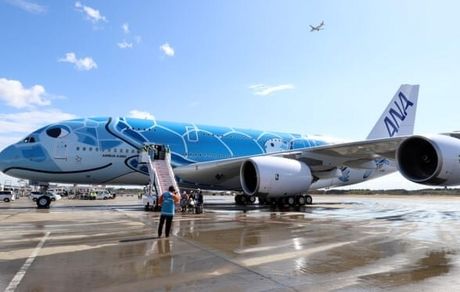 تاخیر در پرواز ۵ هواپیمای ژاپنی به خاطر یک لاک پشت