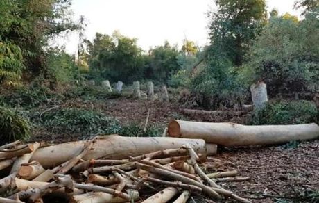 دستگیری عامل قطع درختان جنگلی و قاچاق چوب در نکا